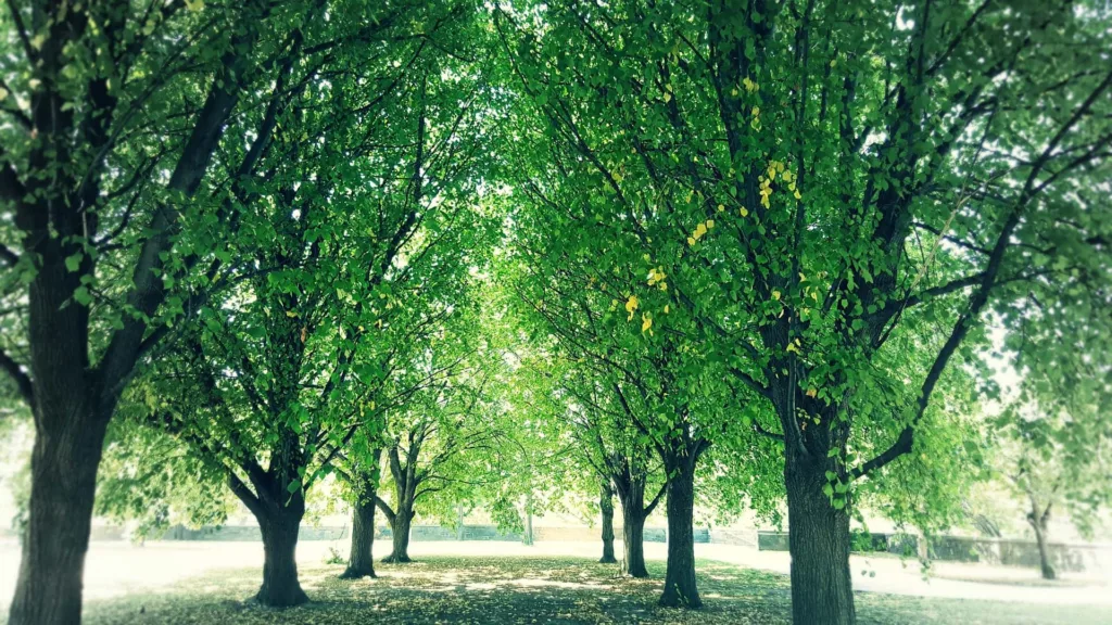 Shade-Tolerant Grass Types