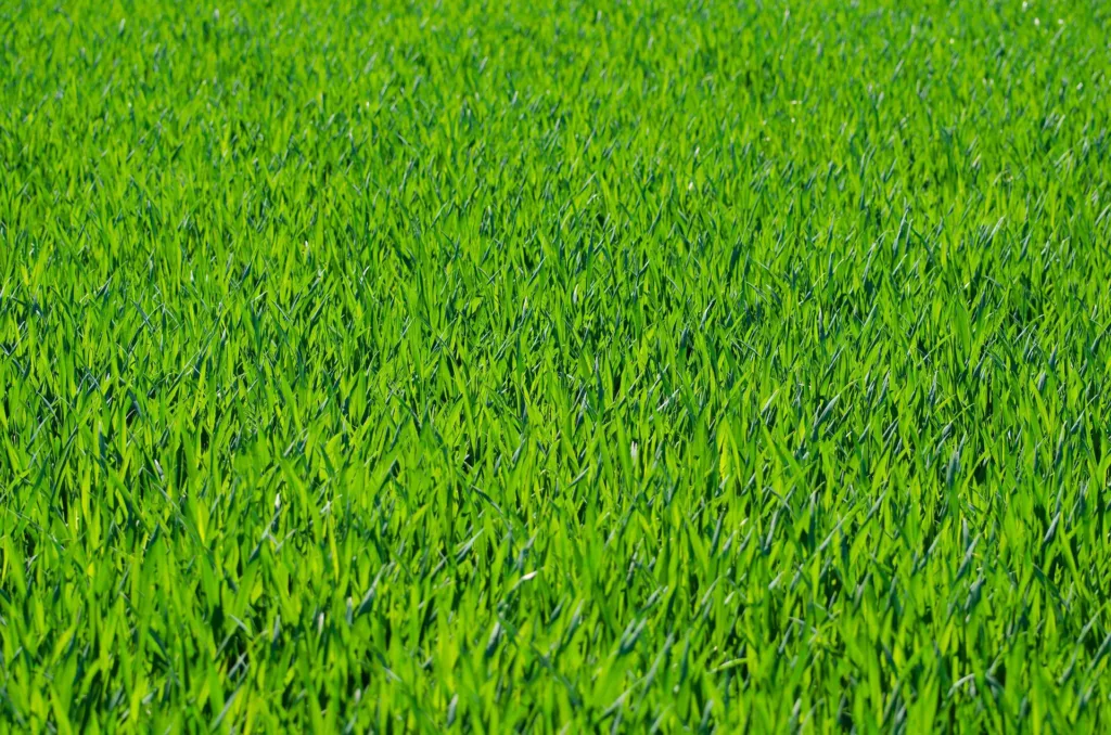 Bermuda Grass