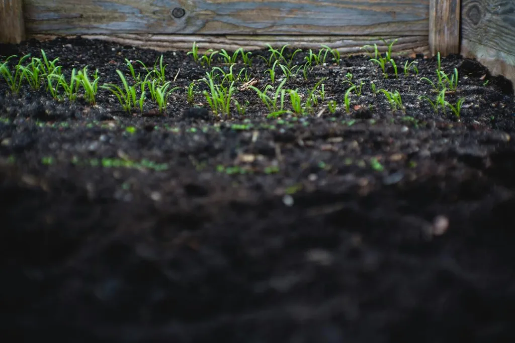 How to Prevent Lawn Thatch Soil