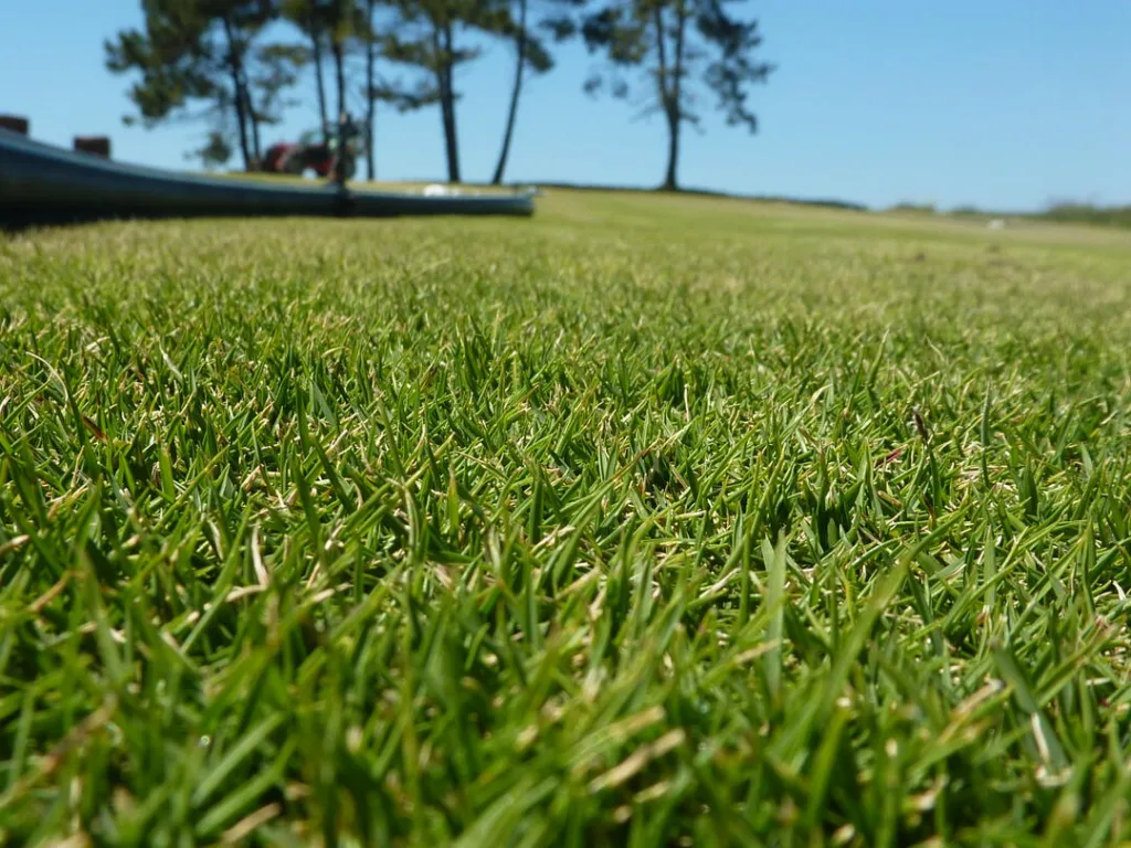 Zoysia Grass