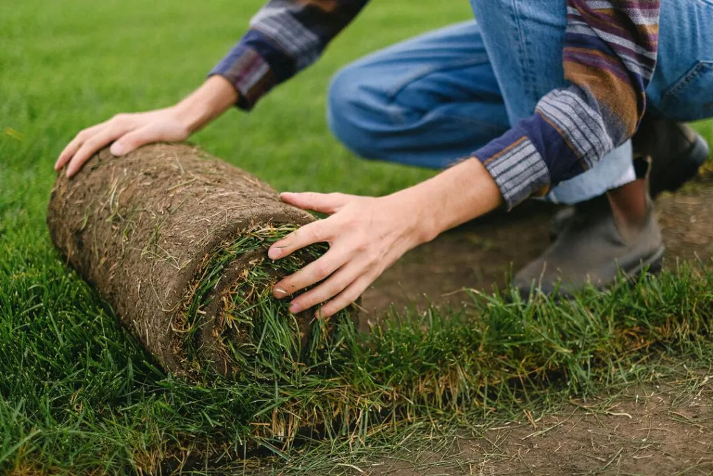 St. Augustine Grass Sod